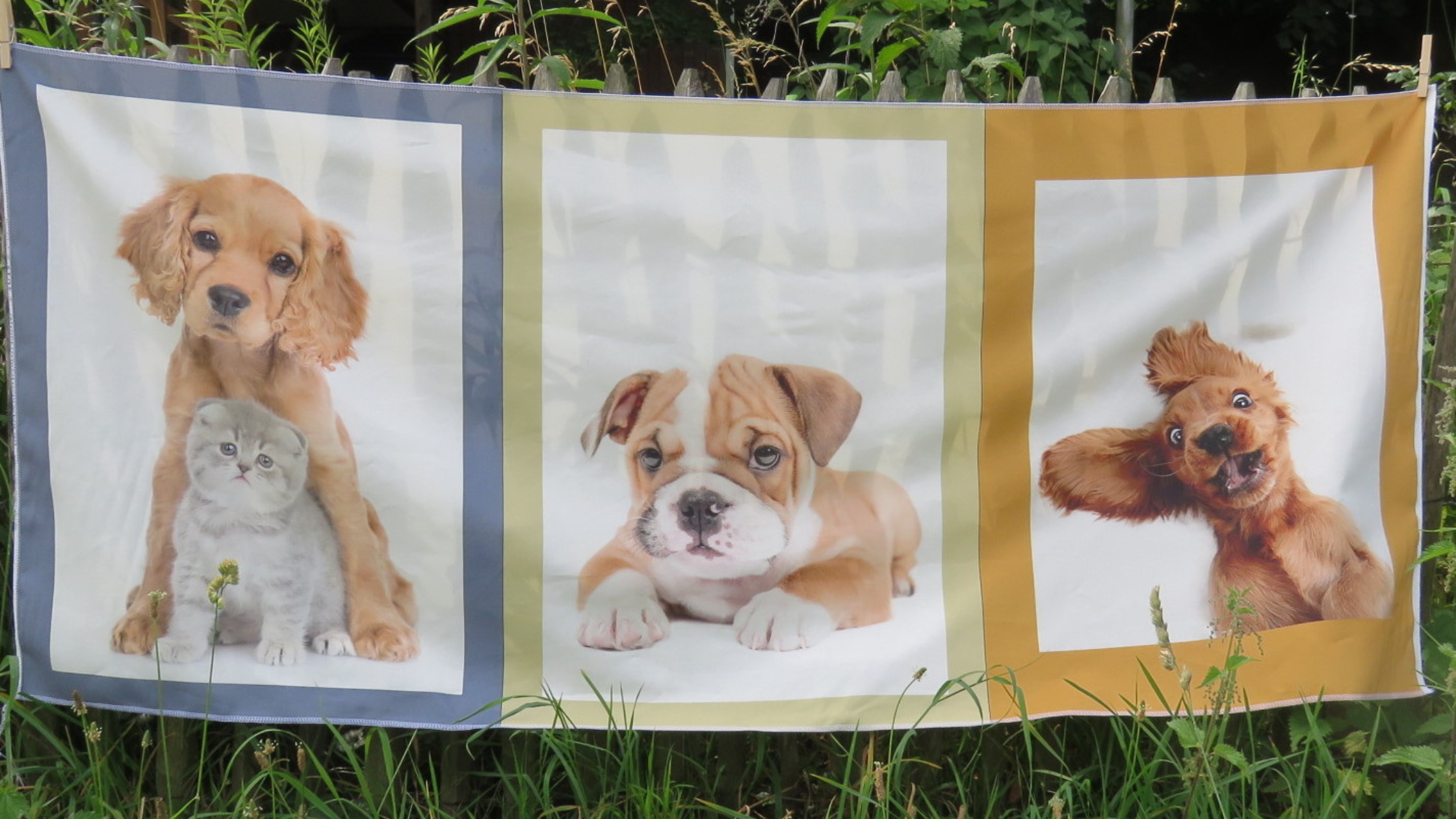 Wilde Hunde mit Katze